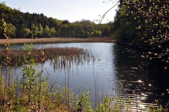 Krummer Teich bei Frauenwalde