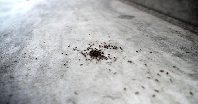 Colony of Ants Devour Dead Bug