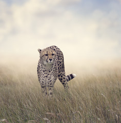 Fototapeta premium Cheetah