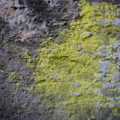 Grey rock covered by yellow lichen