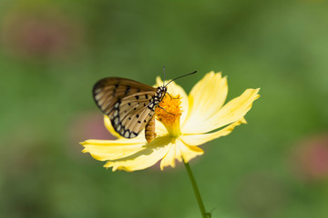 Butterfly sucking nectar from flowers