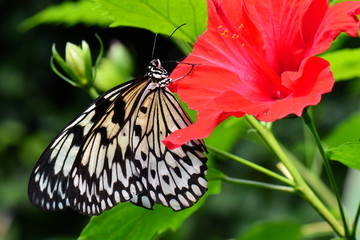 Tree nymph butterfly lands on a red hibiscus flower in the gardens.