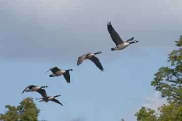 Canada Goose