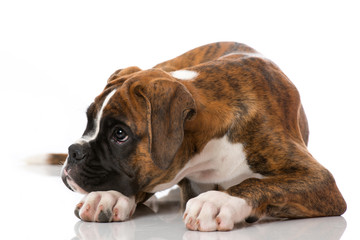 Boxerwelpe