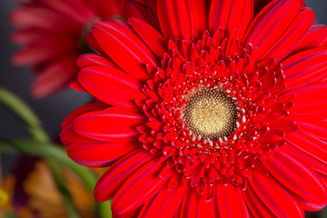 red  gerbera Daisies closeup with shallow depth of field.