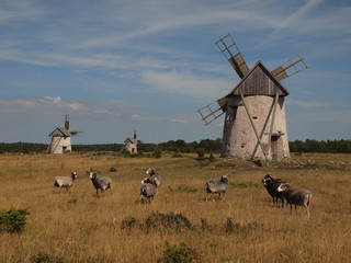 Windmühlen auf Gotland mit Gotlandschafen (Guteschafe)