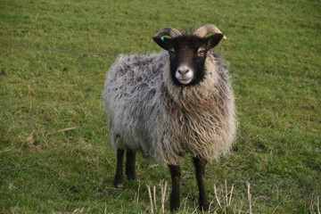 Obraz premium Sheep with a black head and horns