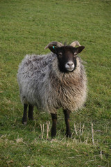 Sheep with a black head and horns