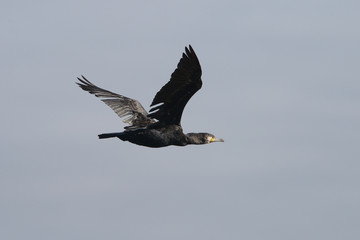 Cormorant, Phalacrocorax carbo