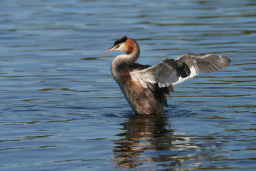 Great Crested Grebe