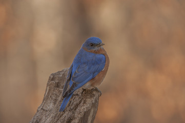 EASTERN BLUEBIRD PERCHED ON TIP OF STUMP