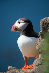 Puffin on Latrabjarg cliff, Iceland
