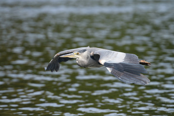 Grey Heron, Ardea cinerea