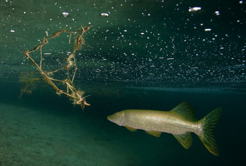 Underwater photo of the pike in the lake