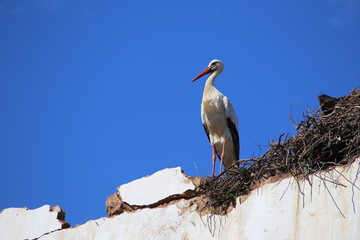 Stork in Silves