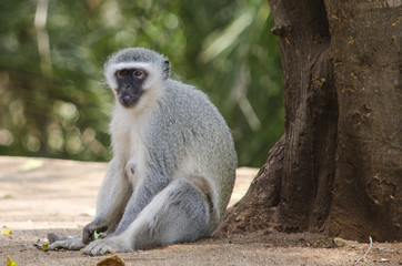Cercopiteco verde seduto