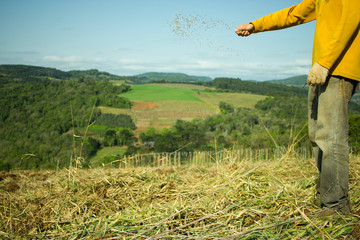 Man Hands Sowing Oat Seeds