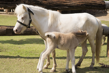 Obraz na płótnie Canvas horse and baby horse