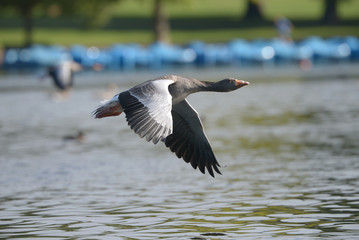 Greylag Goose in the flight.
