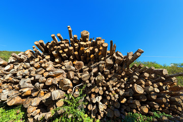 Wooden Logs and Branches on Blue Sky / Trunks of trees cut and stacked with blue clear sky on background