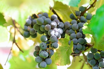 Grapes