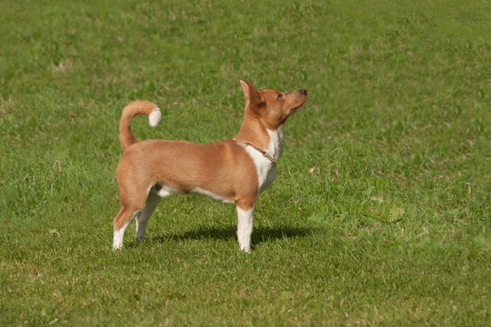 Podengo standng to attention