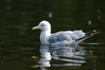 European Herring Gull