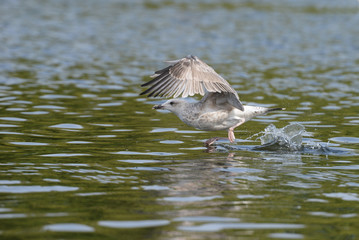 European Herring Gull