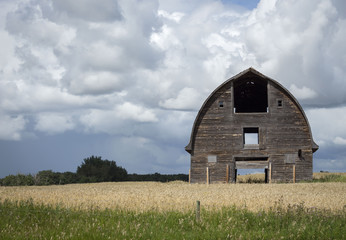 horizontal image of an old brown wooden barn sitting in a golden  swathed field under dark billowing clouds in the summer time with room for text.