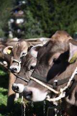 mucca mucche vacca allevamento stalla agricoltore 