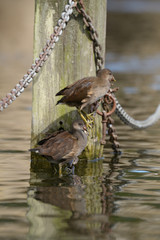 Moorhen - young birds.