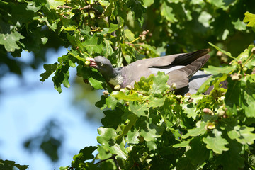 Common Wood Pigeon, Wood Pigeon, Columba palumbus