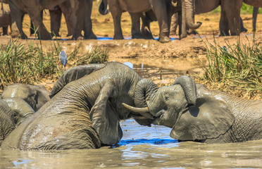 Fototapeta premium Fighting Elephants 