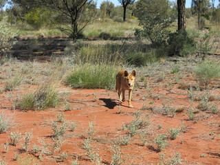 dingo at ayers rock, australia