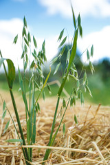 Naklejka premium Oats field