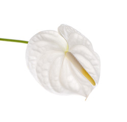  spadix flower isolated on white background