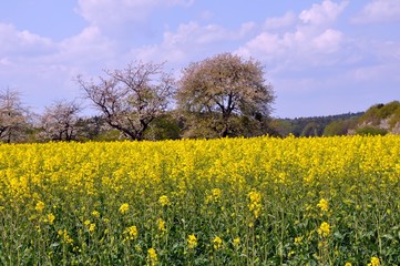 Obraz premium Naturlandschaft bei Zeuckritz
