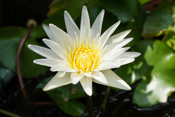 Lotus Flower