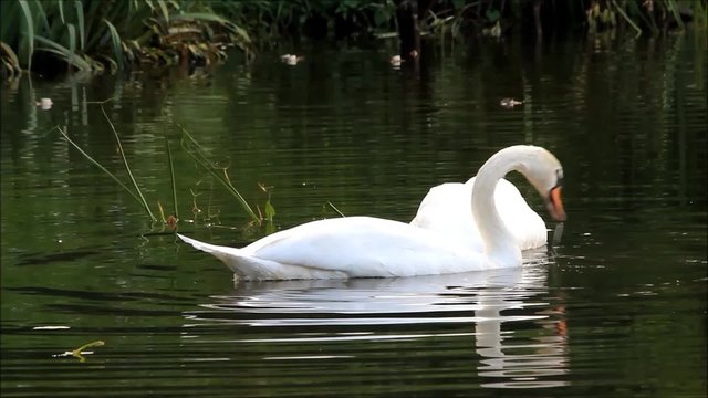 Two swans swimming in the lake and searching fodder 
