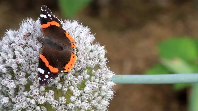 Butterfly Admiral and beetle on Allium buds

