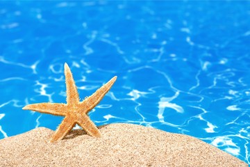 Fototapeta na wymiar Beach starfish.