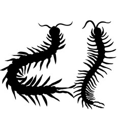 hand-drawn centipede cartoon, insect icon. vector 