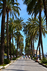 Fototapeta premium Palm Tree in Palma di Maiorca