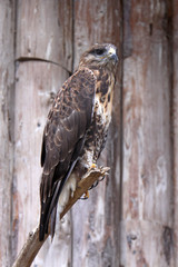 Hochlandbussard