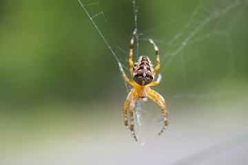 Spinne