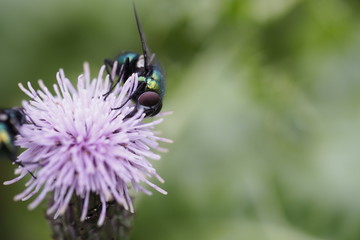 Fliege auf Distelblume © rb0