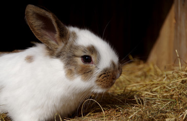 Rabbits in the cage