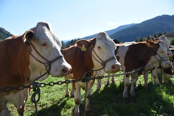 mucca mucche vacca allevamento stalla agricoltore 