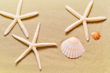 Fototapeta na wymiar Seashells on the summer beach