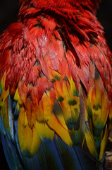 Obraz premium Close-up Detail of Scarlet Macaw Feathers